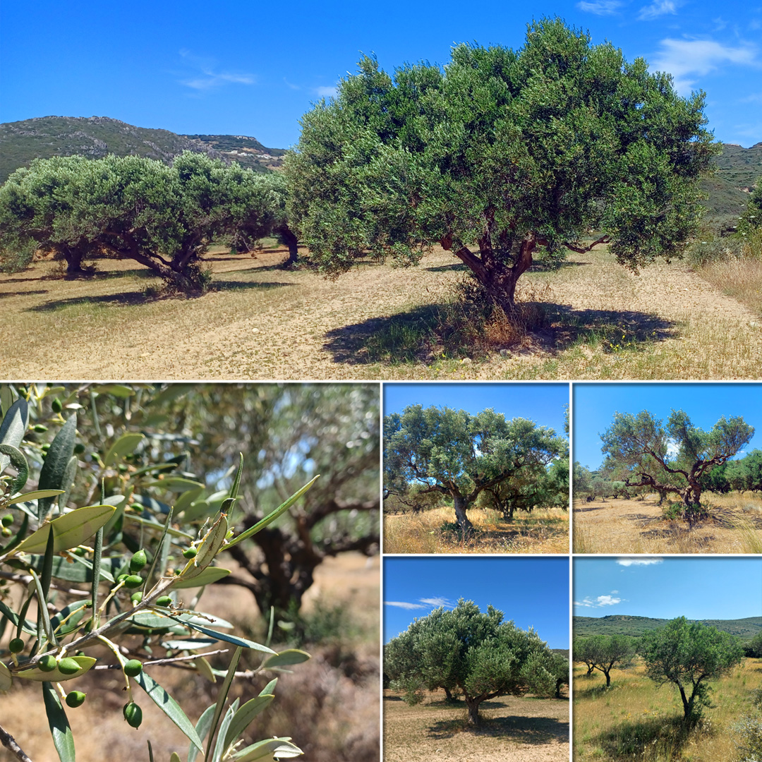 Kythira Olivenbaum